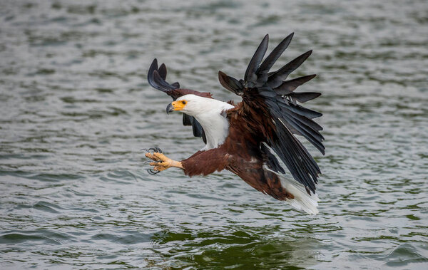 African Fish Eagle hunting