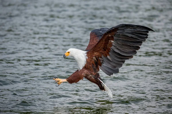 アフリカの魚ワシ狩猟 — ストック写真