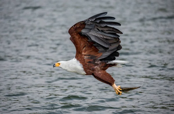 African Fish Eagle en vol. — Photo
