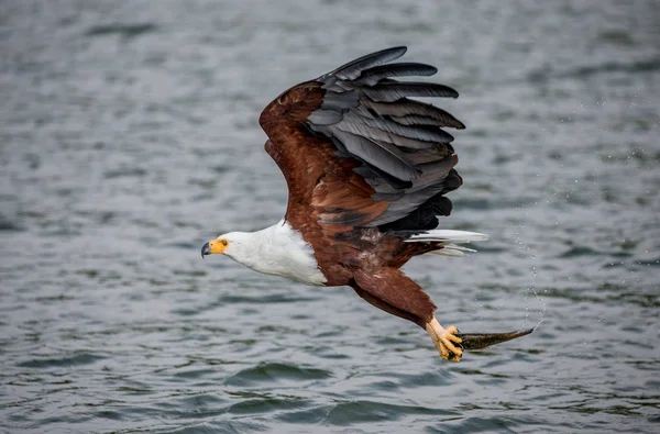 Aquila pescatrice africana in volo. — Foto Stock