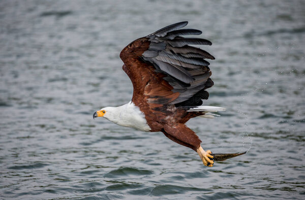 African fish eagle in flight. 