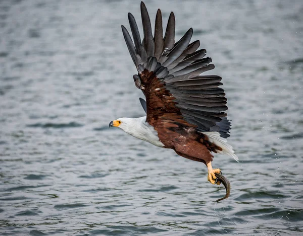 Aquila pescatrice africana in volo. — Foto Stock