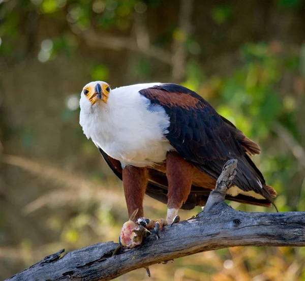 Африканский орлан на ветке — стоковое фото