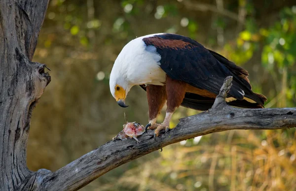 African fish eagle on branch — Stock Photo, Image