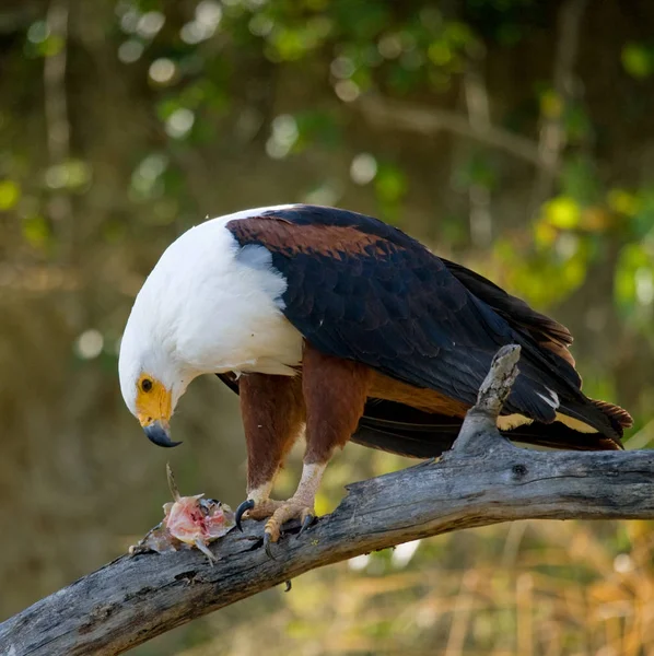Águila pescadora africana en rama — Foto de Stock