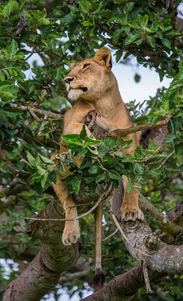 A leoa esconde-se na folhagem — Fotografia de Stock