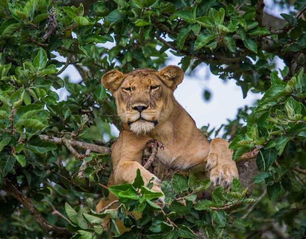 La lionne se cache dans le feuillage — Photo