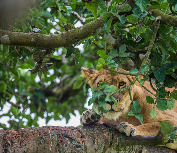 Lioness hides in foliage of large tree. Uganda. East Africa.