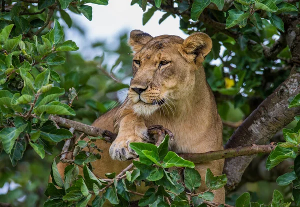 Львица лежит на большом дереве — стоковое фото