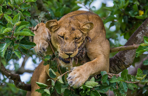 Lioness hides in foliage of large tree. Uganda. East Africa.