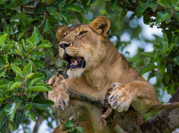 A leoa esconde-se na folhagem — Fotografia de Stock