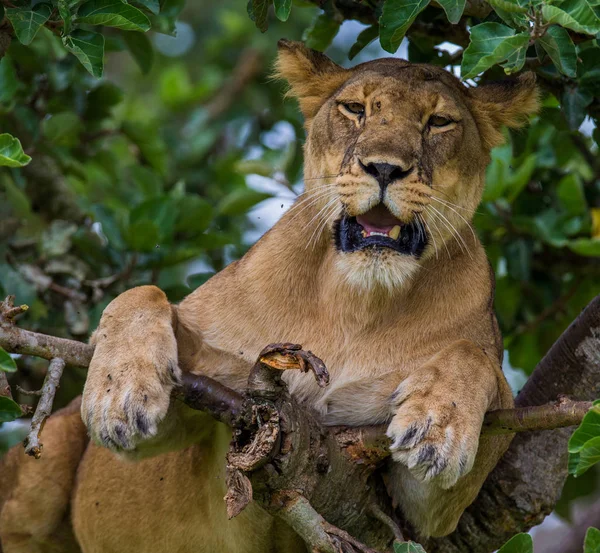 母狮躺在那棵大树 — 图库照片