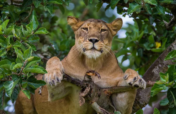 Lionne couchée sur un grand arbre — Photo