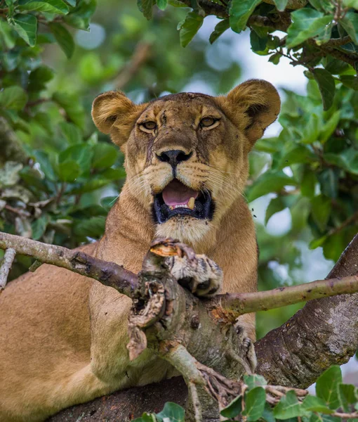 Lionne couchée sur un grand arbre — Photo