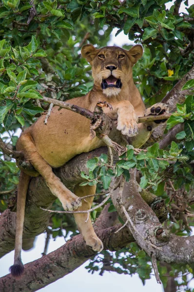 Leoa deitada na árvore grande — Fotografia de Stock