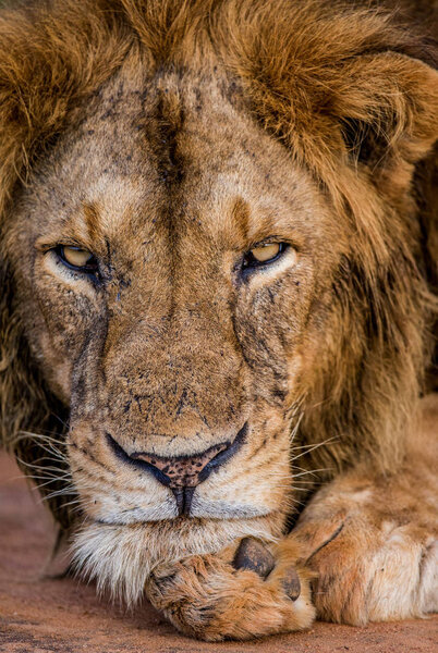 Close-up portrait of Lion