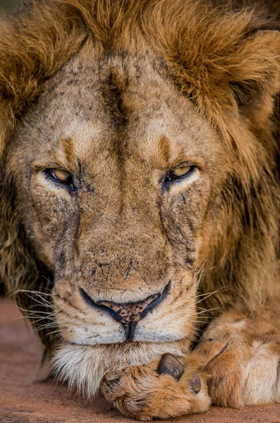 Close-up portrait of Lion — Stock Photo, Image