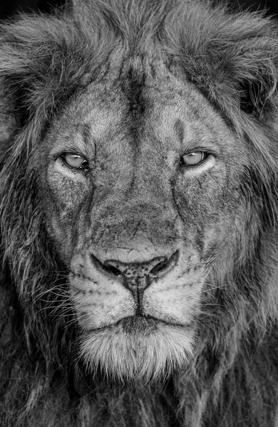狮子的特写肖像 — 图库照片