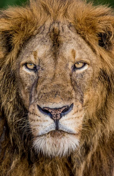 Nahaufnahme-Porträt des Löwen — Stockfoto