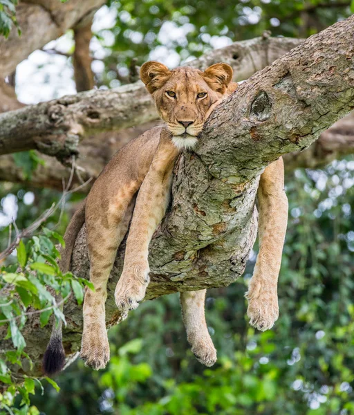 Lioness lying on big tree — Stock Photo, Image