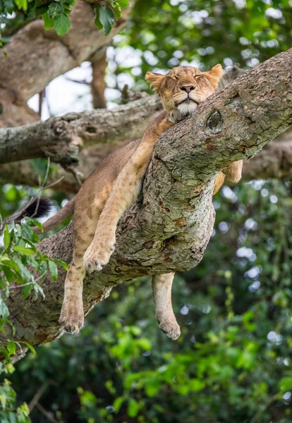A nagy fa fekvő oroszlán — Stock Fotó