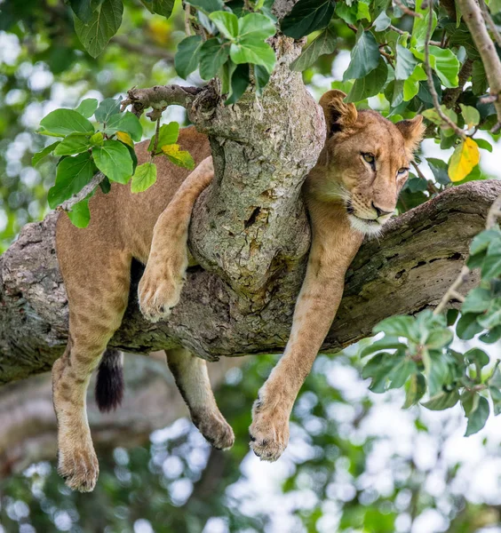 Leoa deitada na árvore grande — Fotografia de Stock