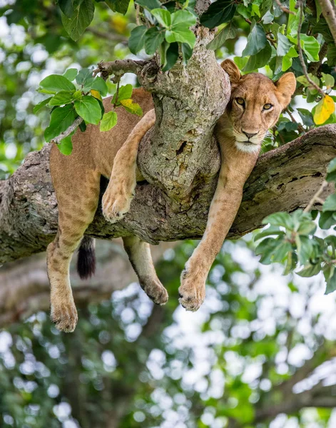 Leona acostada en un gran árbol —  Fotos de Stock