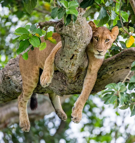 Leona acostada en un gran árbol — Foto de Stock