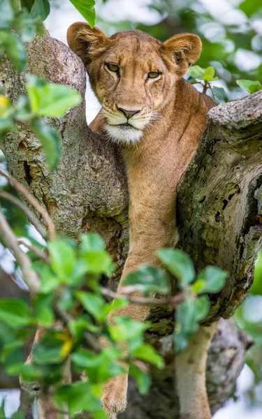 Lwica leżącego na wielkim drzewie — Zdjęcie stockowe