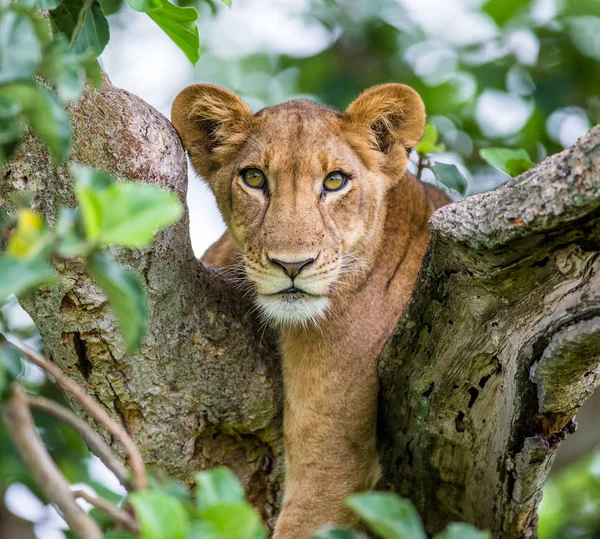 Löwin liegt auf großem Baum — Stockfoto