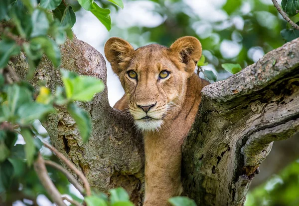 Lioness lying on big tree — Stock Photo, Image