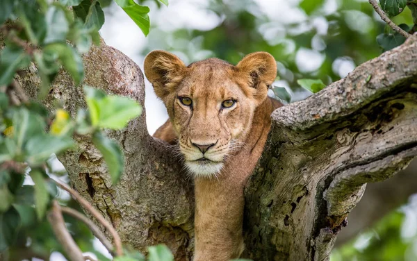 Lionne couchée sur un grand arbre — Photo