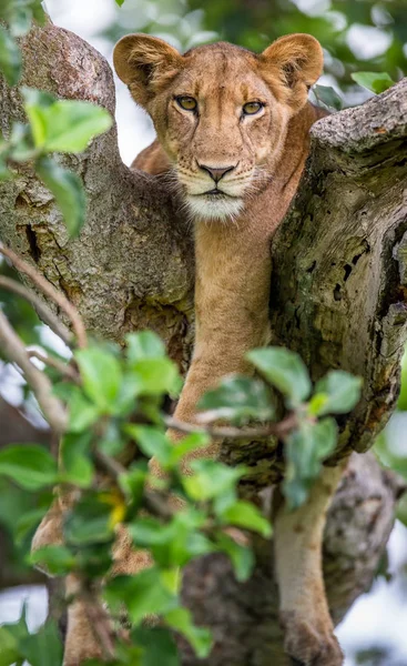 Lionne couchée sur un grand arbre — Photo