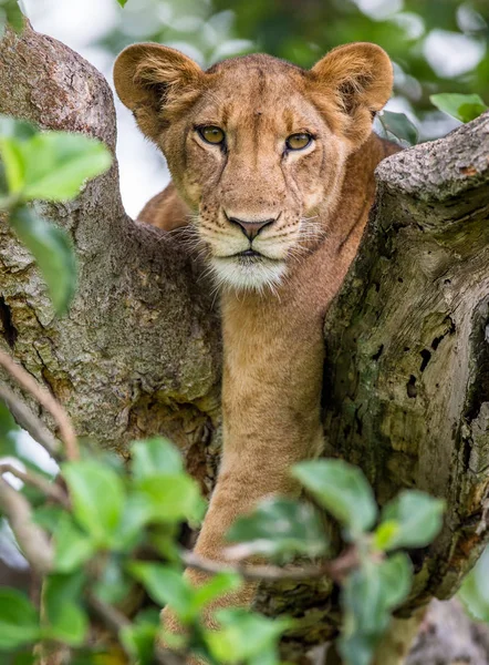 Leona acostada en un gran árbol — Foto de Stock