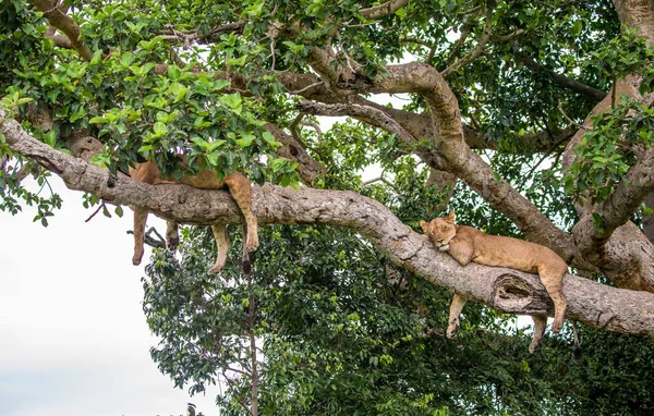 Twee lionesses op grote boom — Stockfoto