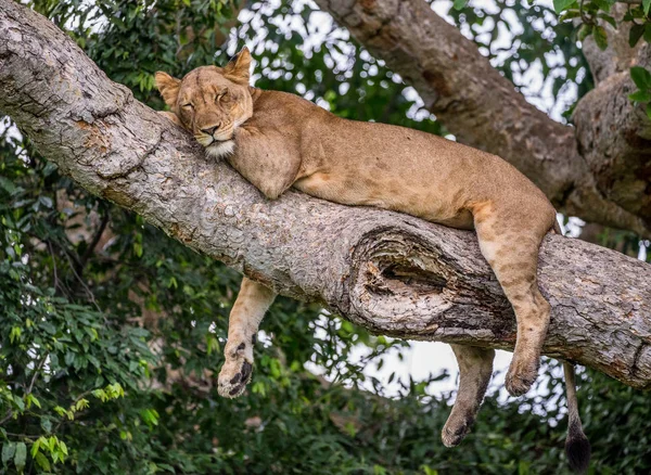 Lvice ležící na velký strom — Stock fotografie