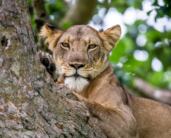 Lioness lying on big tree. Close-up. Uganda. East Africa.