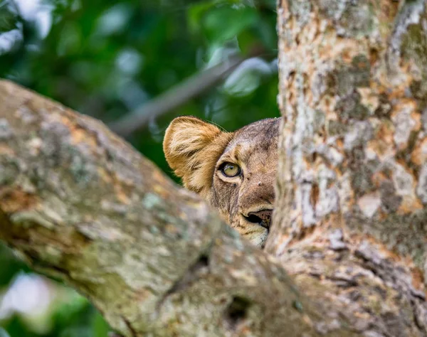 Portrait of Lioness on tree — Stock Photo, Image