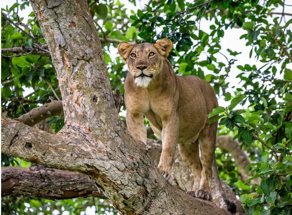 Lioness on big tree — Stock Photo, Image