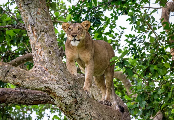 大きな木に雌ライオン — ストック写真
