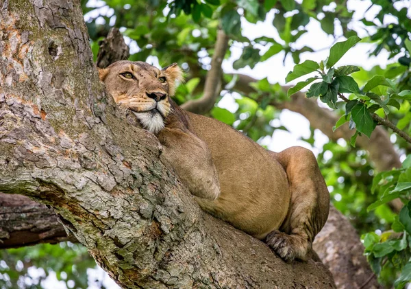 Lionne couchée sur un arbre — Photo