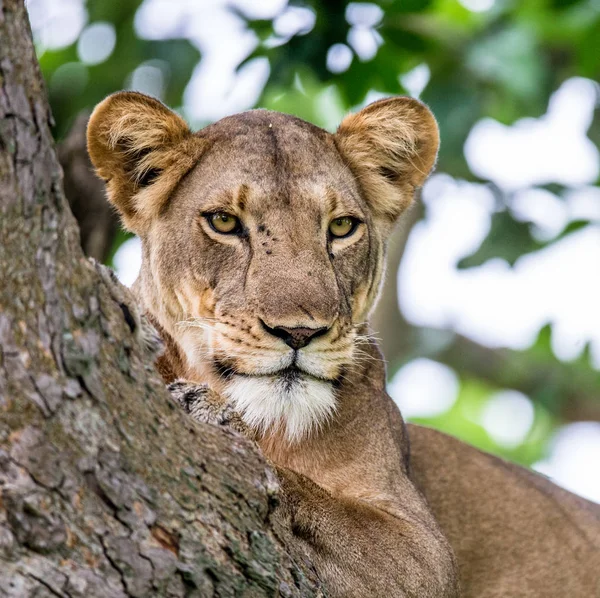 Leona acostada en el árbol — Foto de Stock