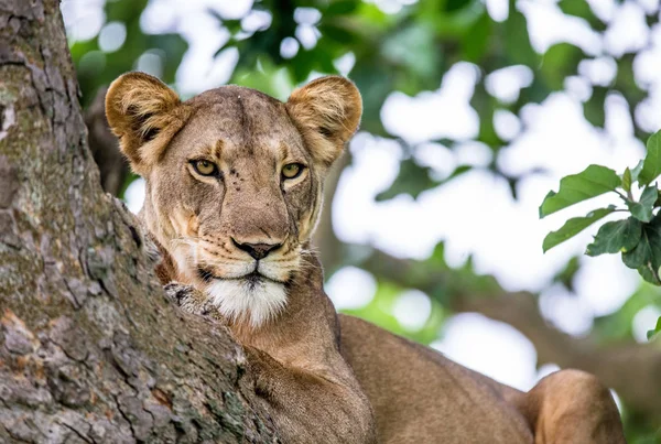 Ağaç üzerinde yalan dişi aslan — Stok fotoğraf
