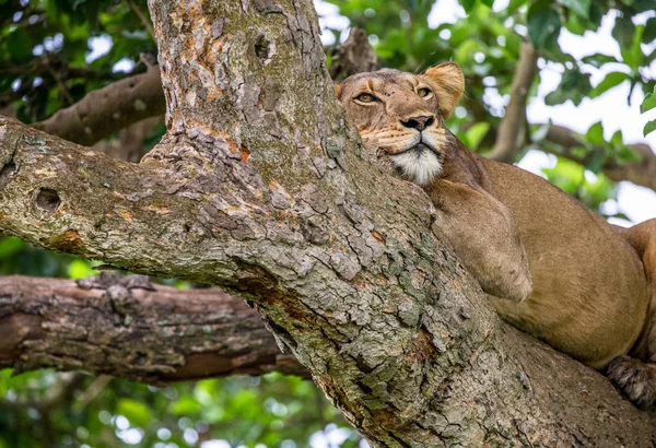 Lioness lying on tree — Stock Photo, Image