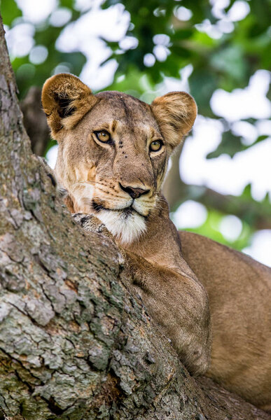 Lioness lying on big tree. Close-up. Uganda. East Africa.