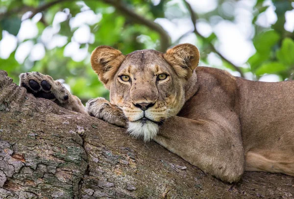 Lionne couchée sur un arbre — Photo