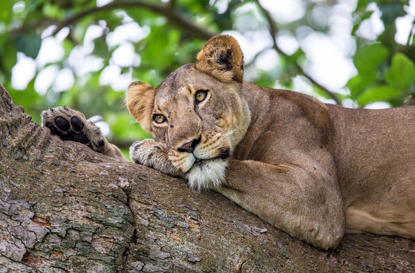 Lioness lying on big tree. Close-up. Uganda. East Africa.