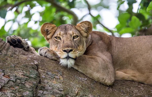 Leona acostada en el árbol — Foto de Stock