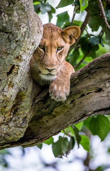 पेड़ पर शेरनी का चित्र — स्टॉक फ़ोटो, इमेज