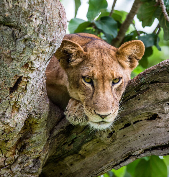 portrait of Lioness on tree